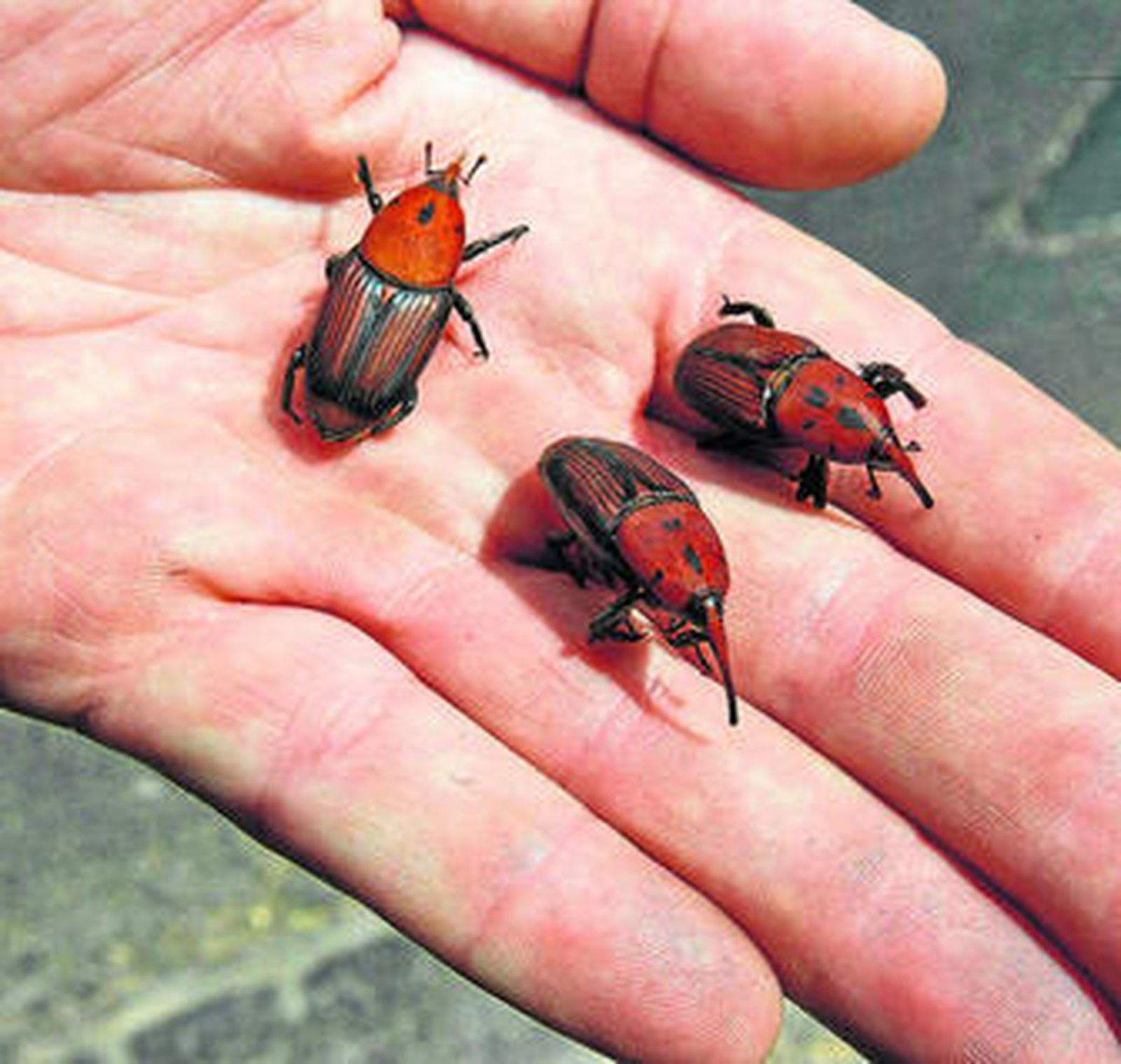 Tres ejemplares de escarabajo picudo rojo.