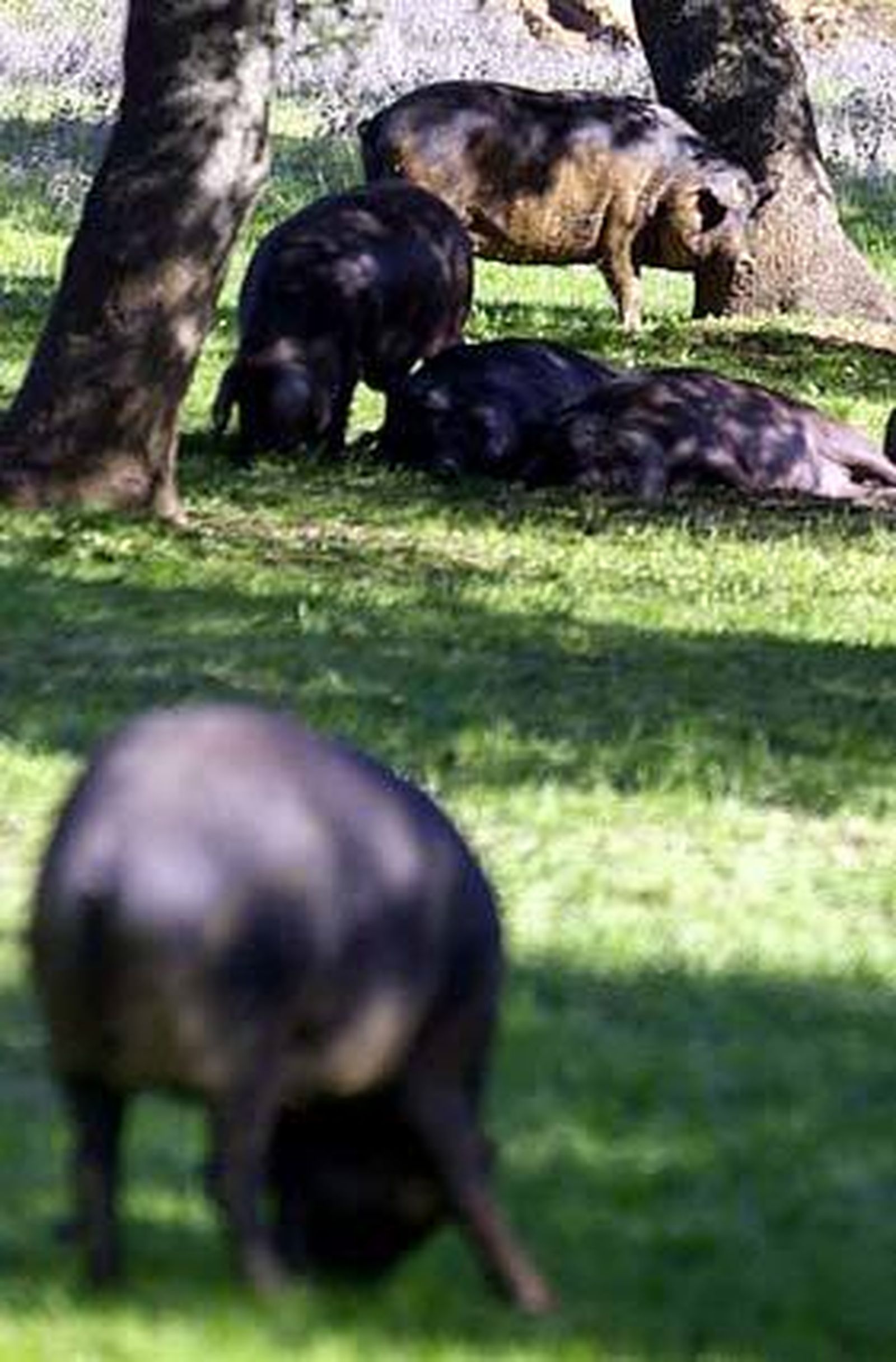 V Congreso Mundial del Jamón, el año próximo