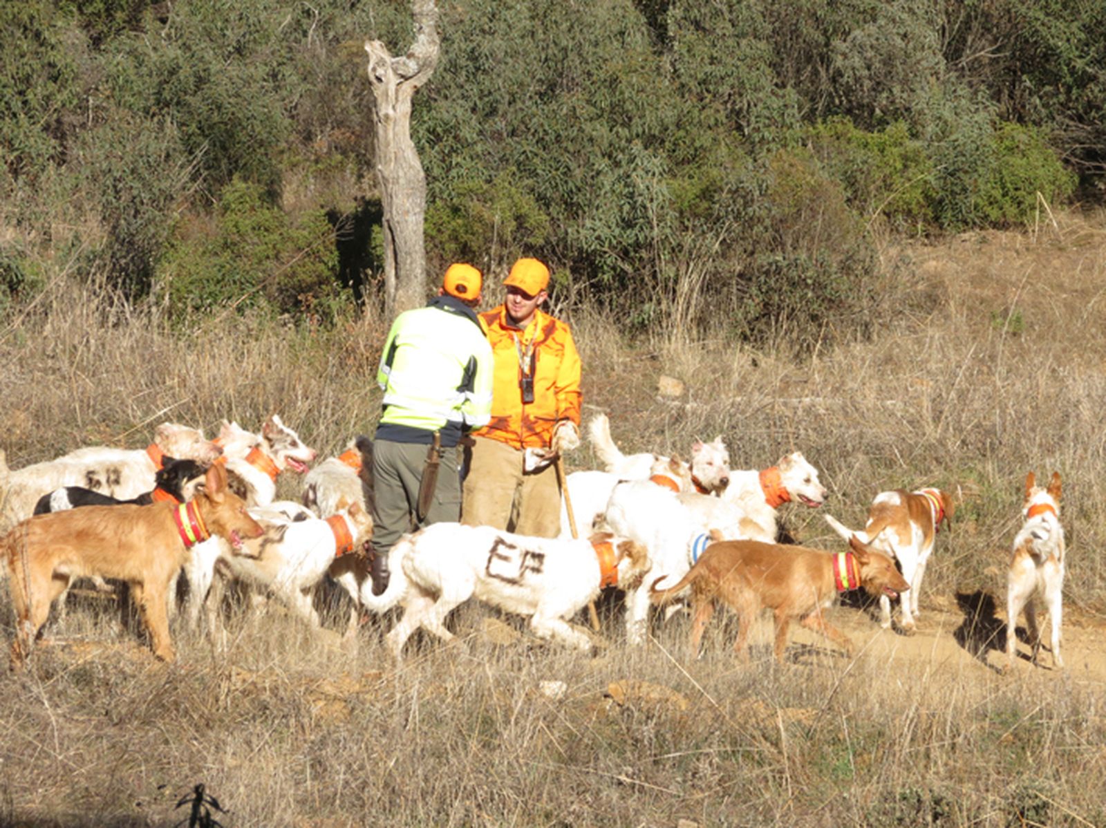 Rehaleros ven la ley de bienestar animal y la reforma del delito de maltrato como una "bomba de relojería" para la caza