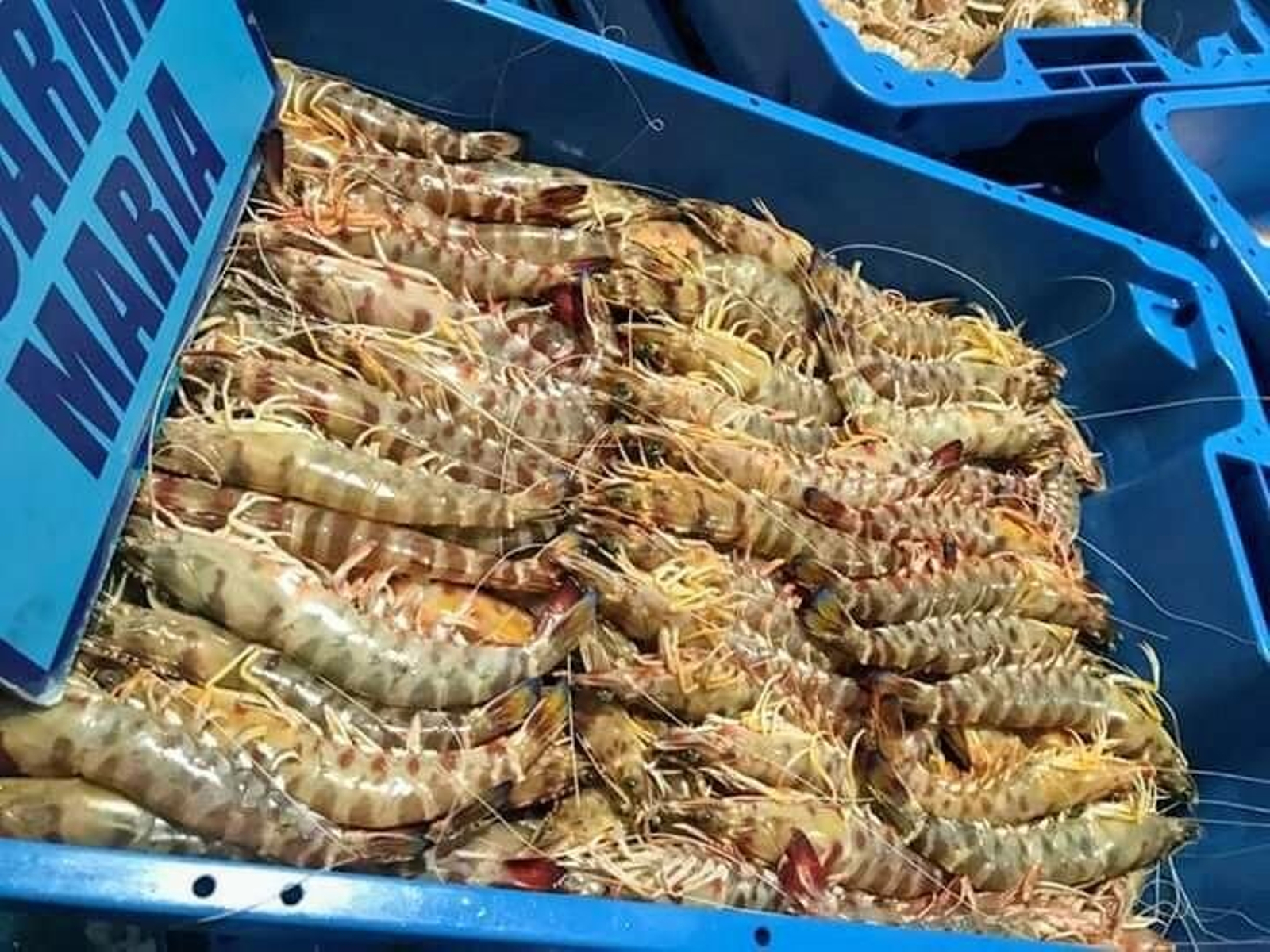 Langostinos de Sanlúcar.