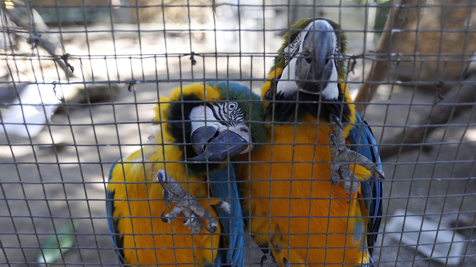 Las fotos del Zoo de Castellar de la Frontera