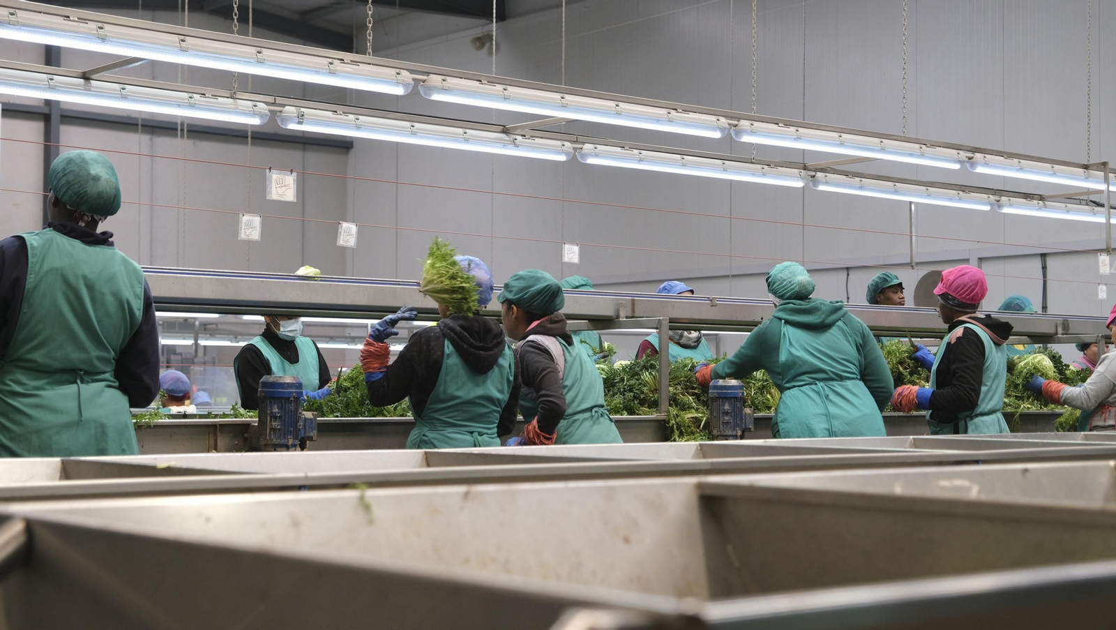 Desde Cuevas del Almanzora para el resto del mundo, las mejores escarolas con Cuadraspania, en imágenes