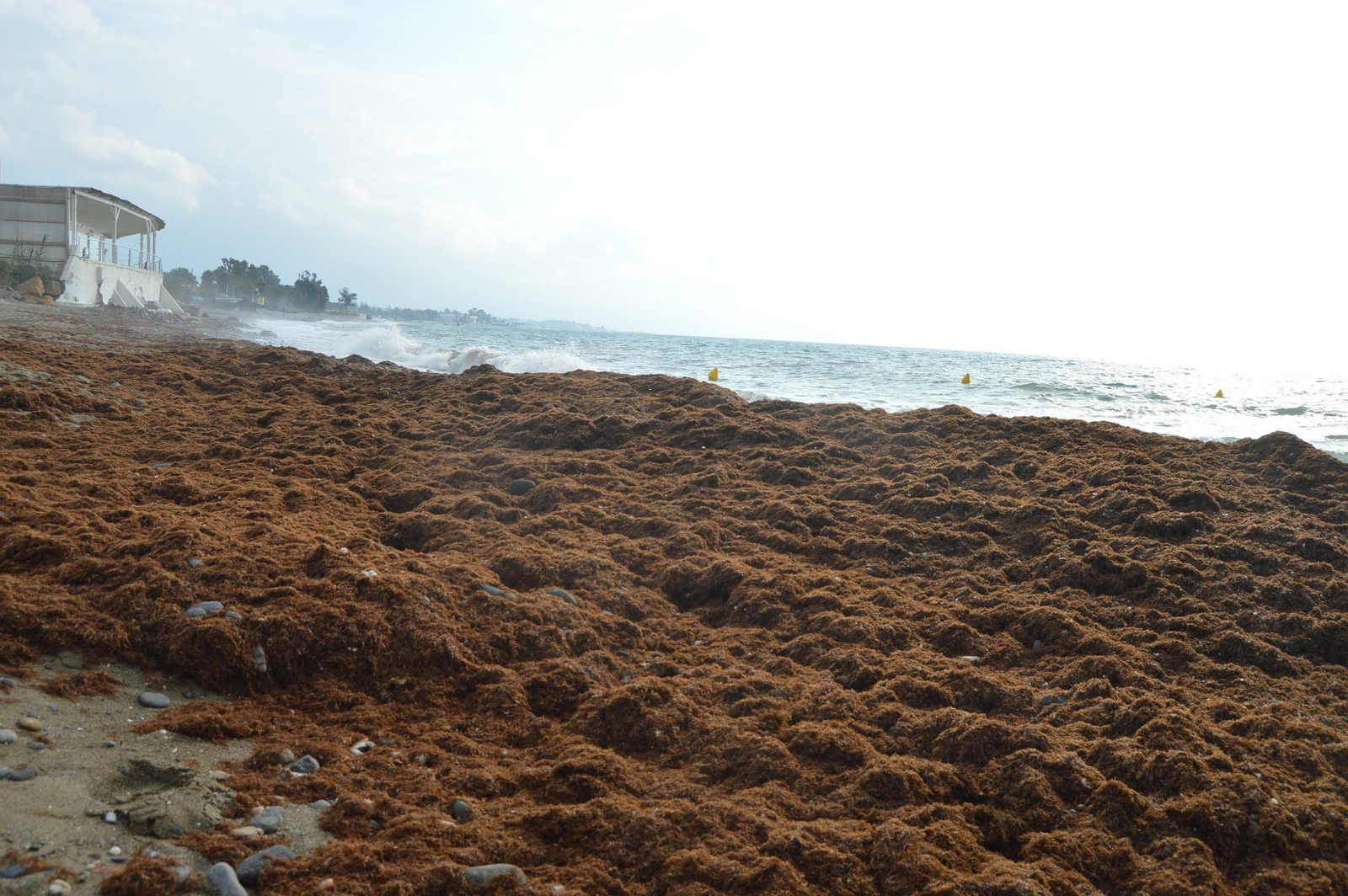 Fotos de la alga asiática en la Costa del Sol