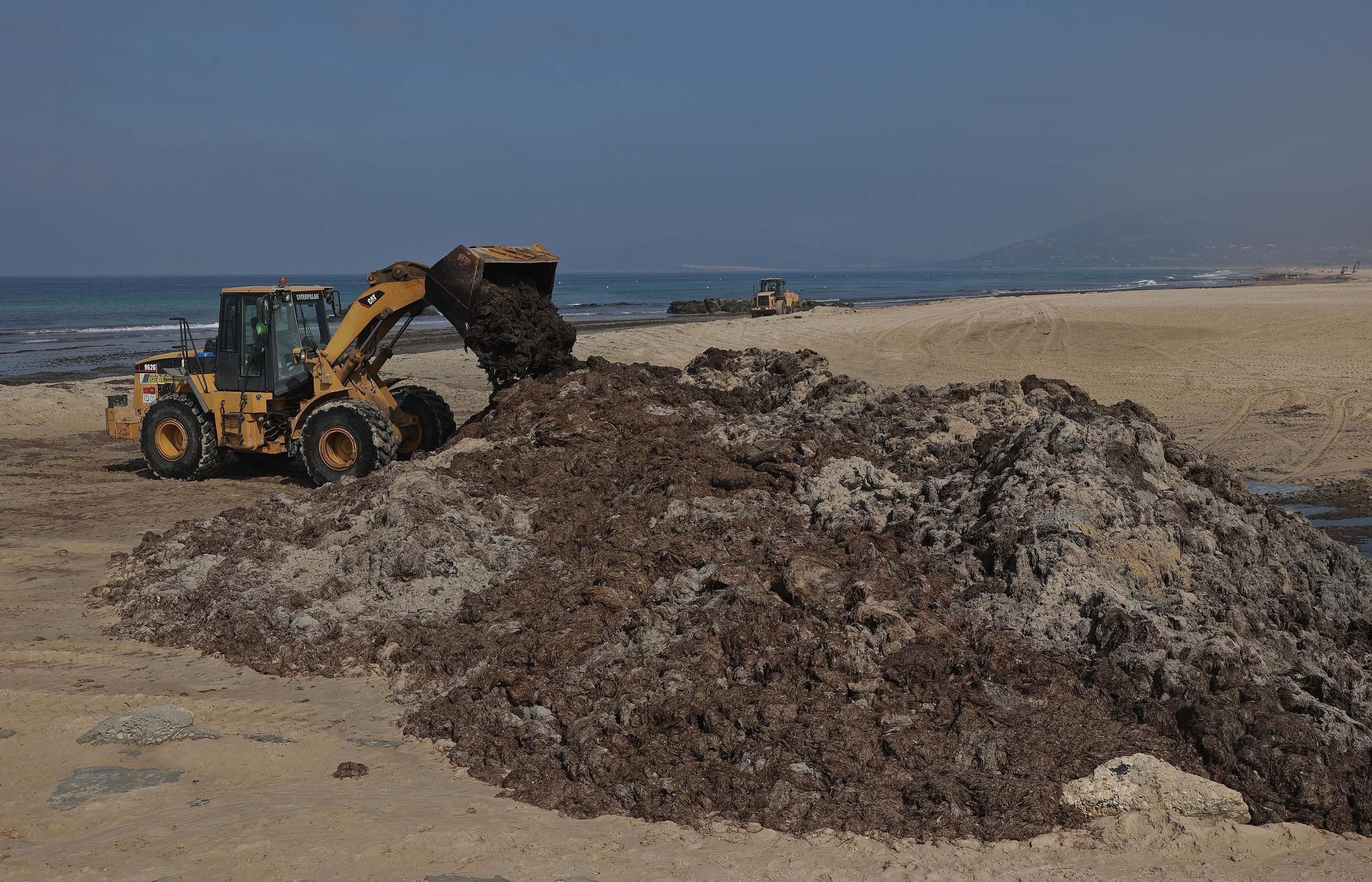Sumar Cádiz celebra el plan de gestión del alga invasora aunque pide “cautela hasta conocer los detalles”