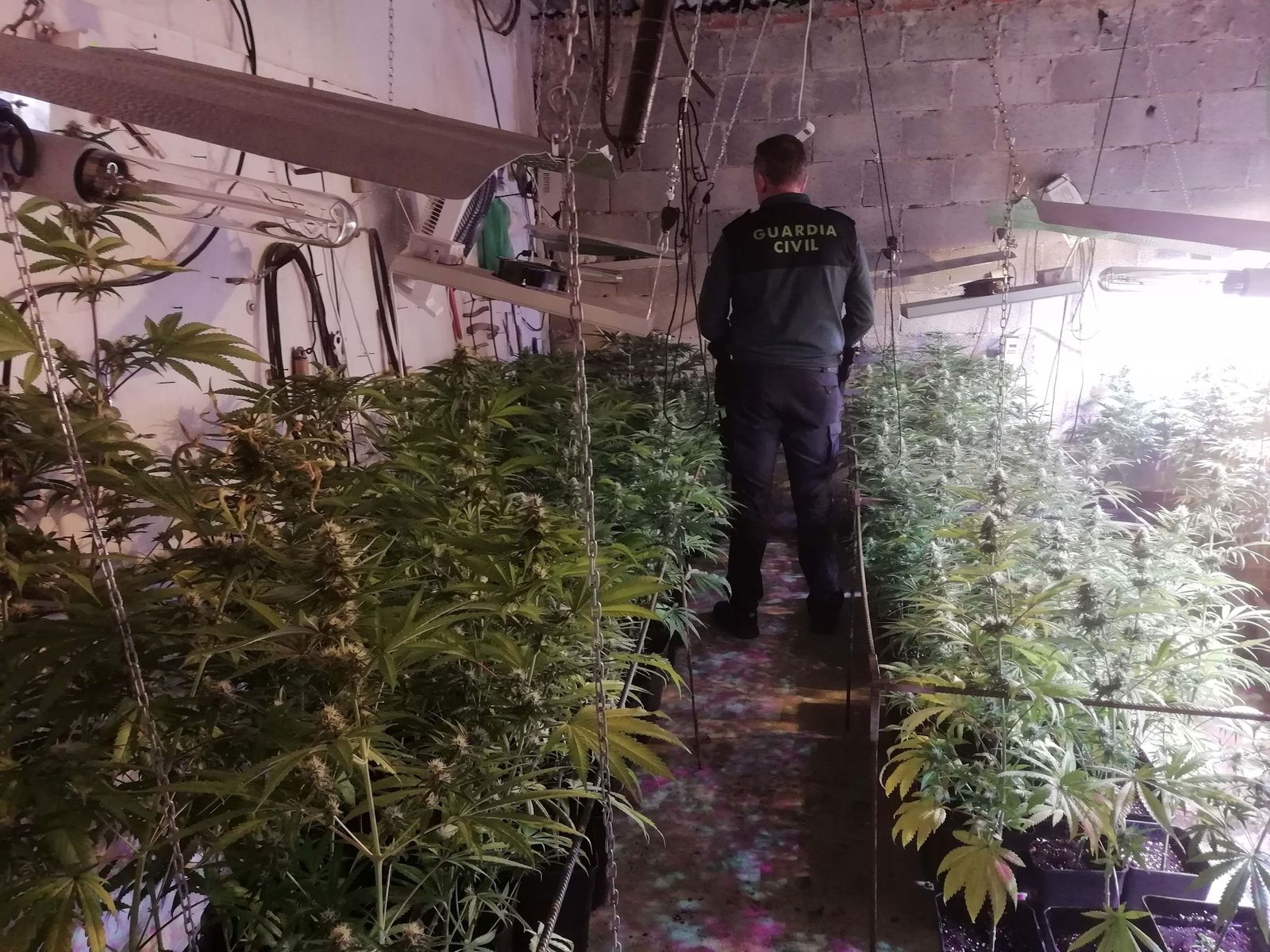 Plantación de marihuana en una operación anterior