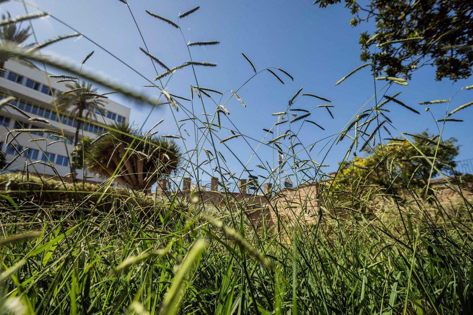 El estado de los jardines de la muralla de Cádiz