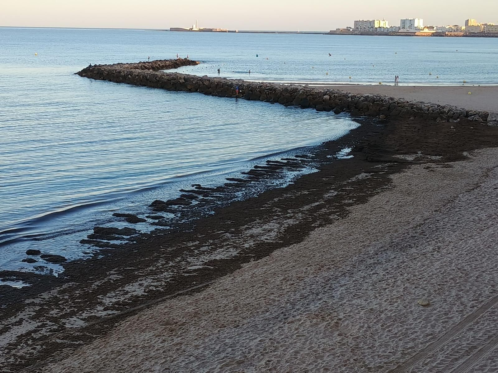 Algas invasoras en el espigón de Santa María del Mar.