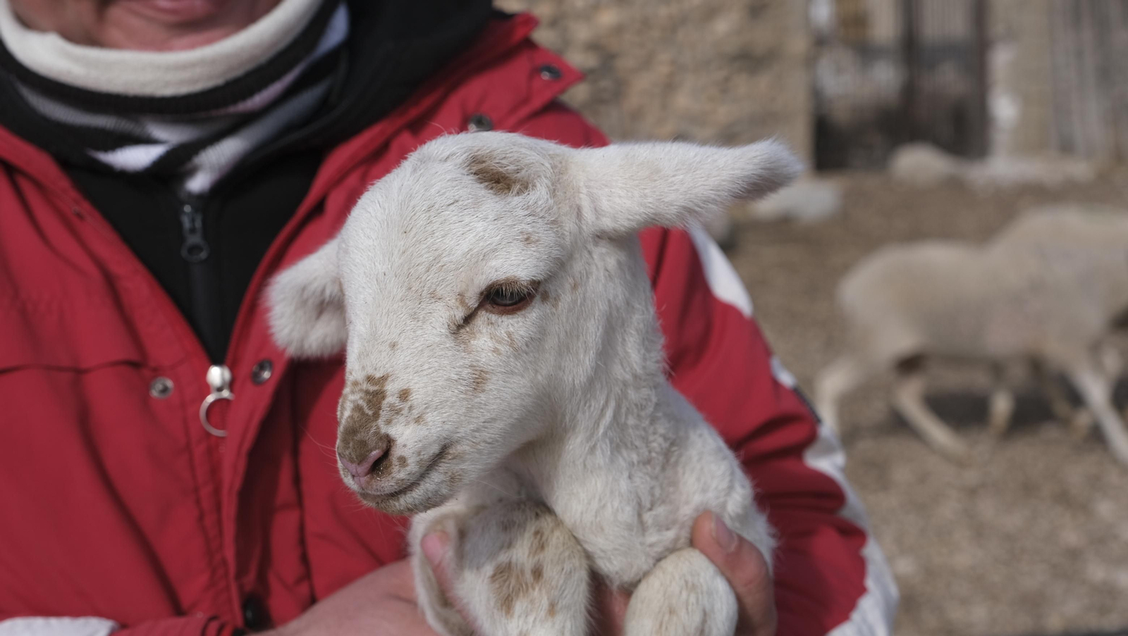 Fotogalería de la ganadería tradicional de Vélez Rubio, las imágenes más tiernas de los corderos recién nacidos