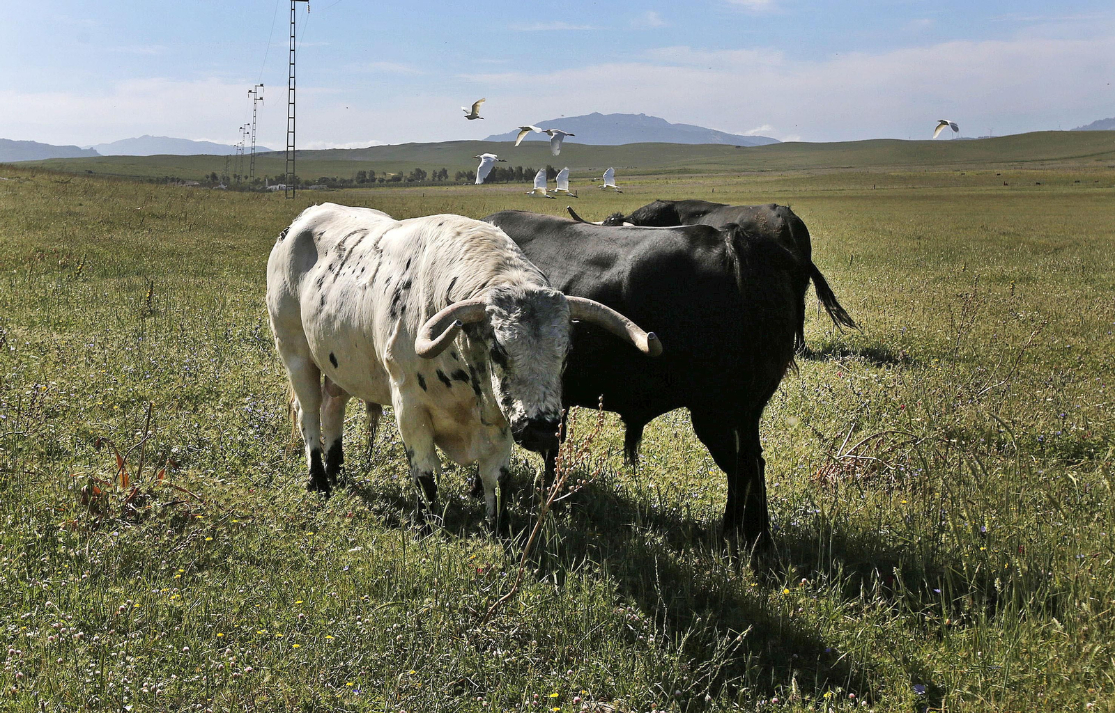 Mas cornadas da el virus, visita a la ganadería de Nuñez La Palmosilla