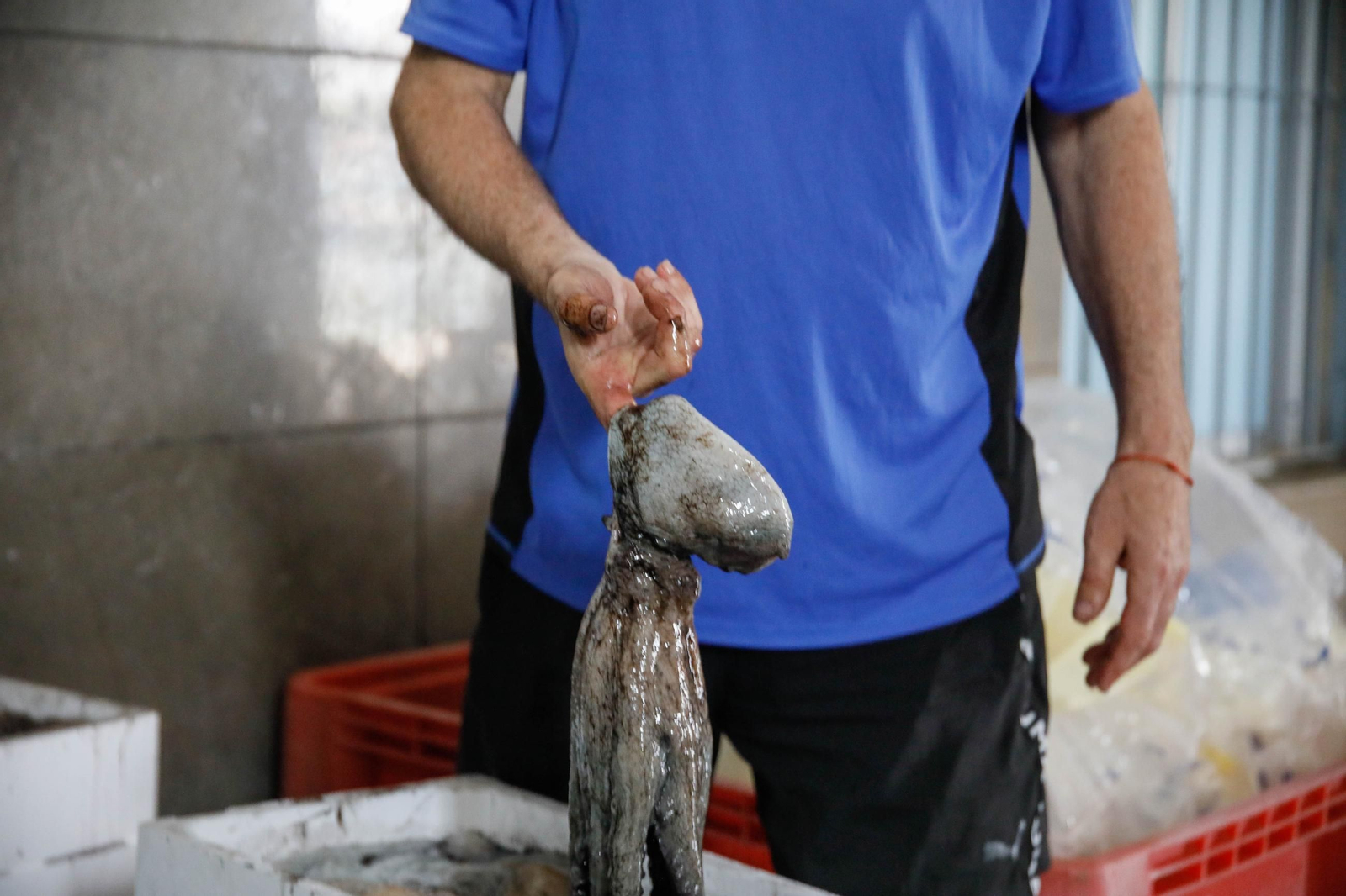 Vea cómo es la captura de pulpo en Adra, un manjar gastronómico