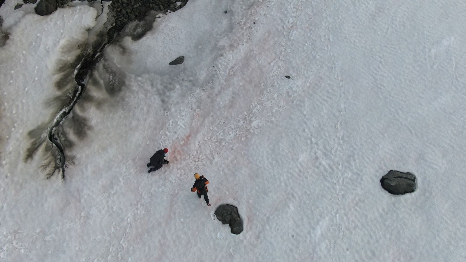Científicos recogen muestras de alga roja en la isla Livingstone.