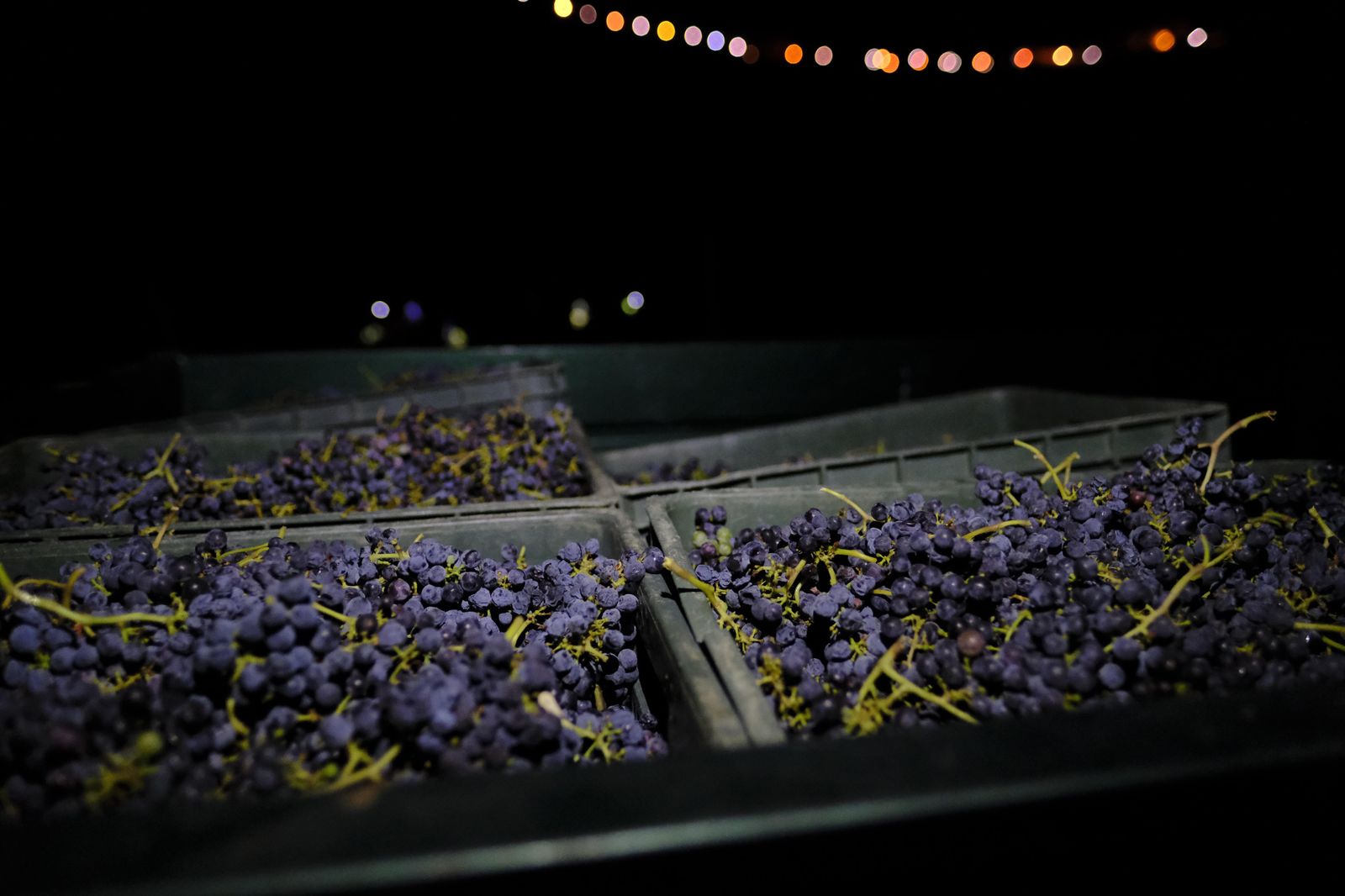 Vendimia nocturna en Ronda, en fotos