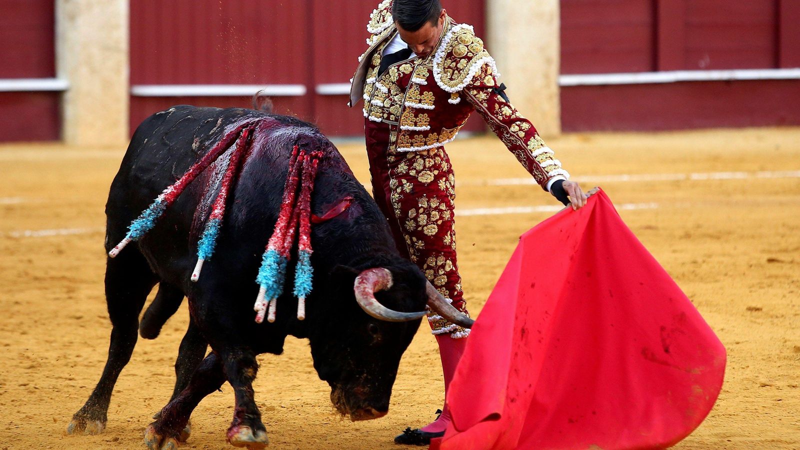 Manzanares torea al natural al premiado Gineto, de Núñez del Cuvillo