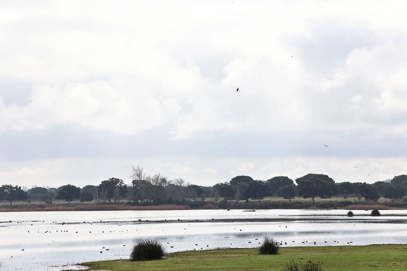 Estado actual en el que se encuentran las Marismas del Rocío tras las últimas lluvias