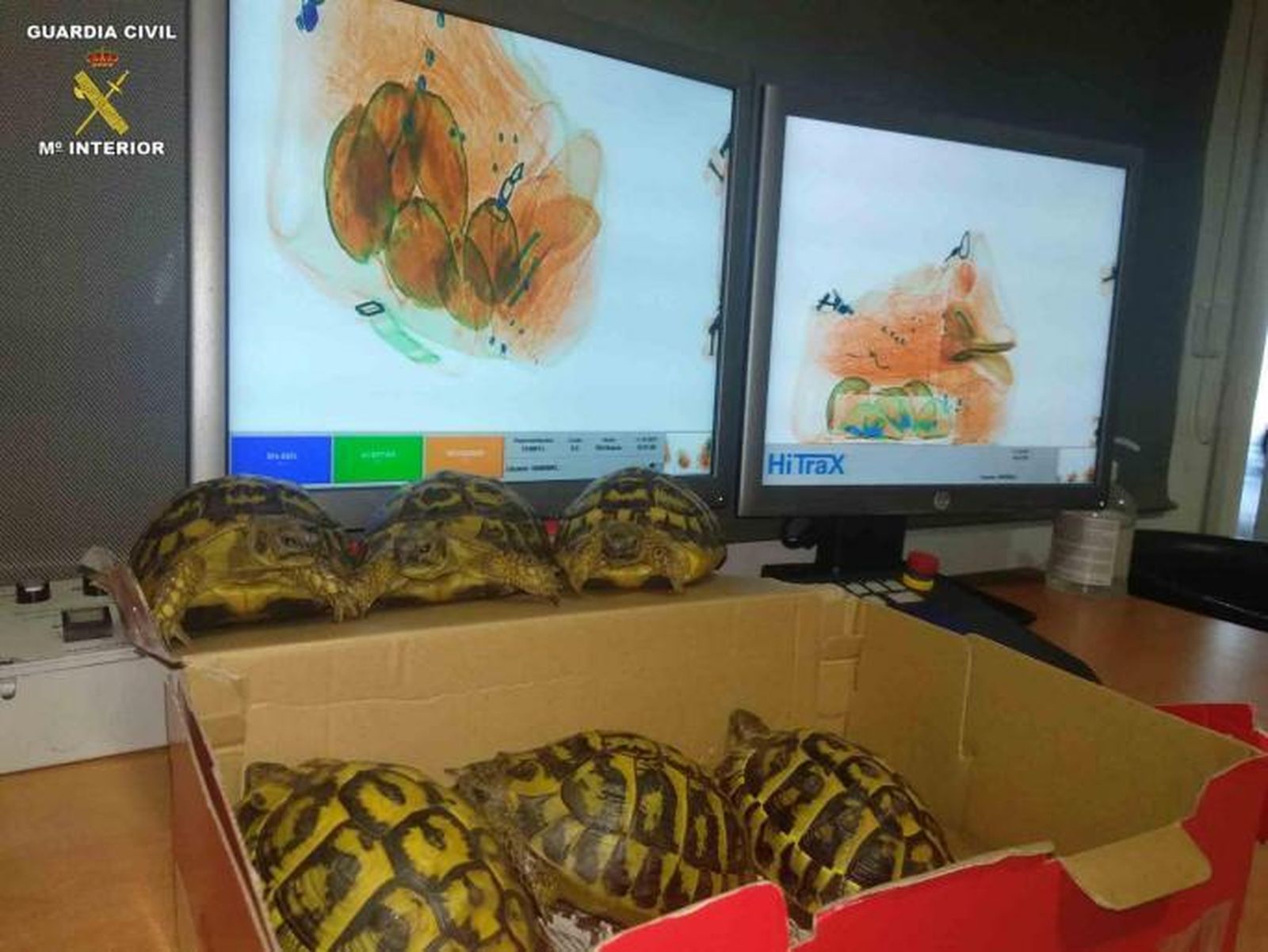 Localizan en el aeropuerto de Palma seis tortugas en una caja de zapatos