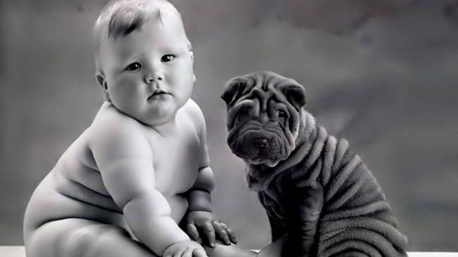 sharpei y bebé