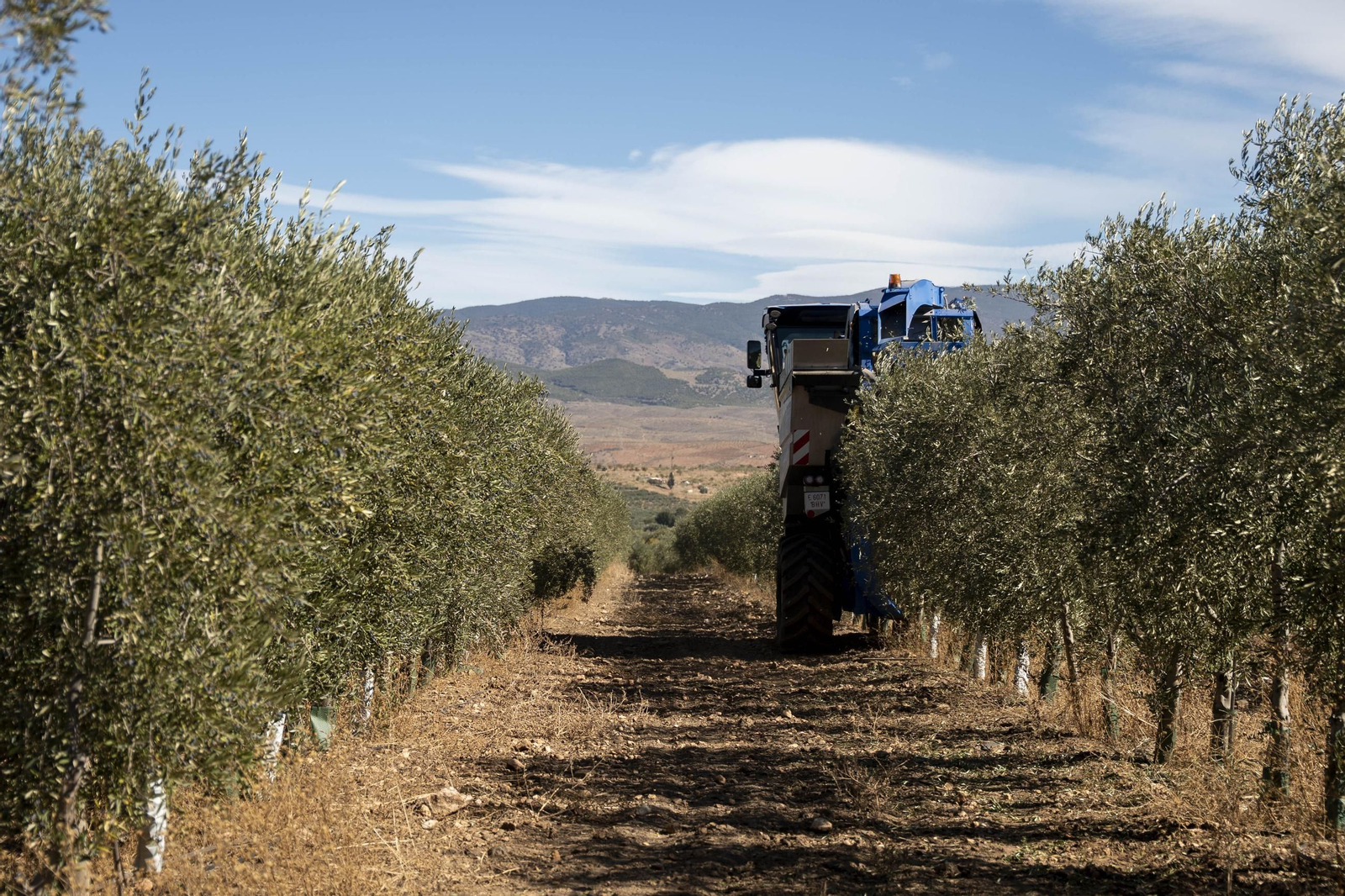 Las imágenes de la campaña recogida de acetuna en Fiñana
