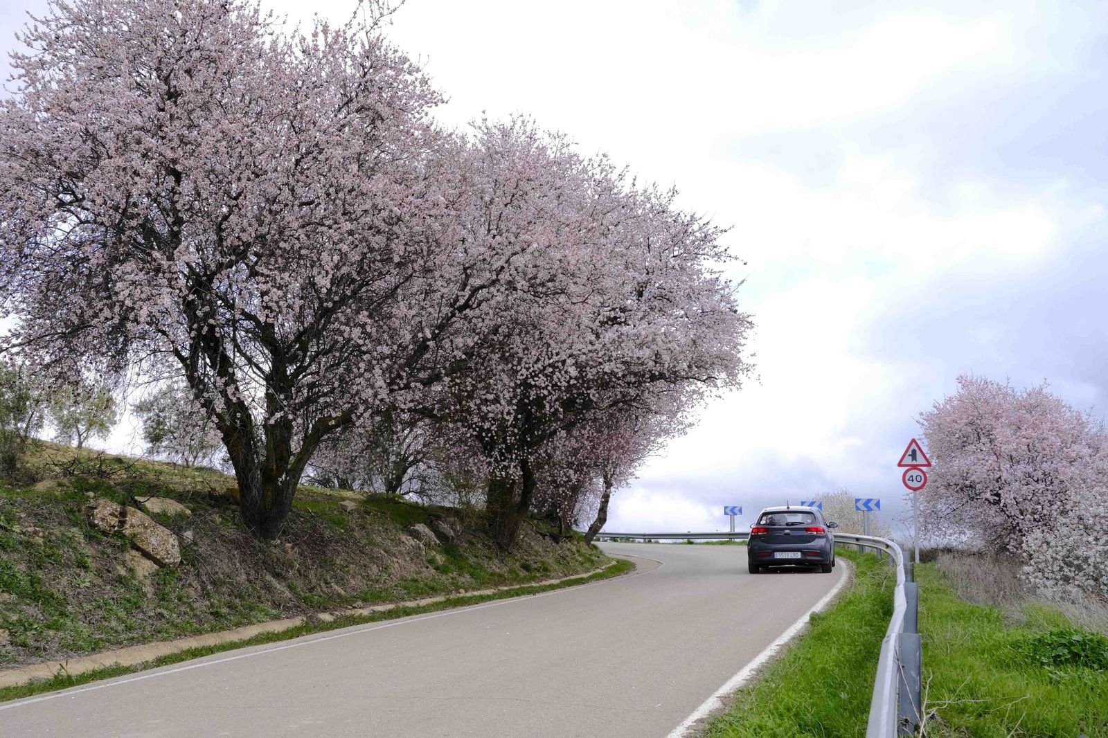 Así lucen los almendros del interior de Málaga en plena floración