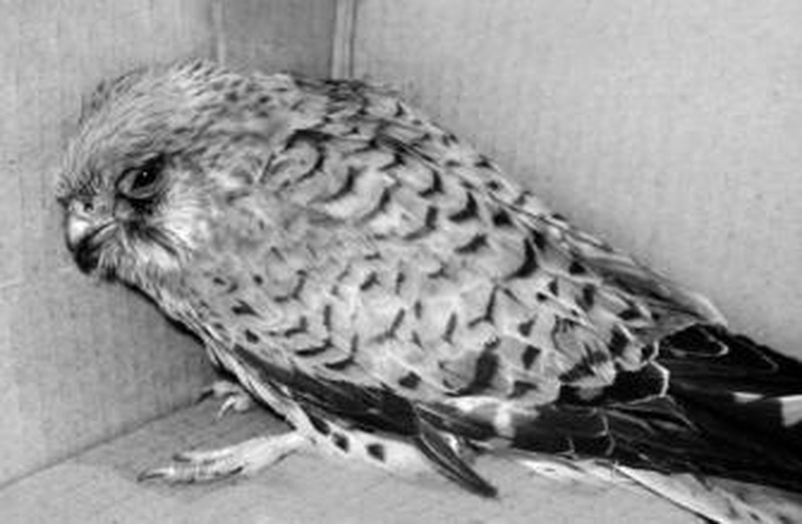 El cernícalo rescatado por los agentes.