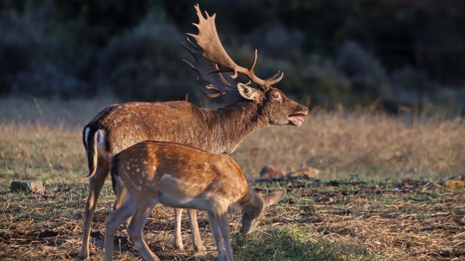 Fotos de la berrea en el Campo de Gibraltar