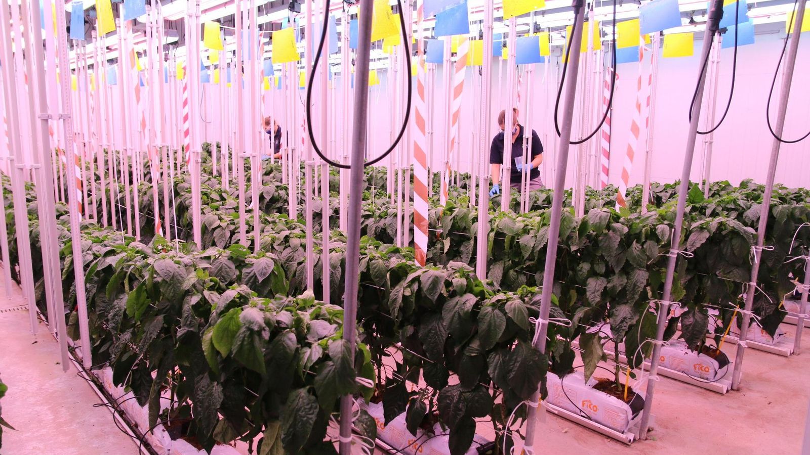 Doce fitotrones y cámaras de cultivo y de clima controlado se incluyen en la ampliación del centro de Bayer en San Nicolás