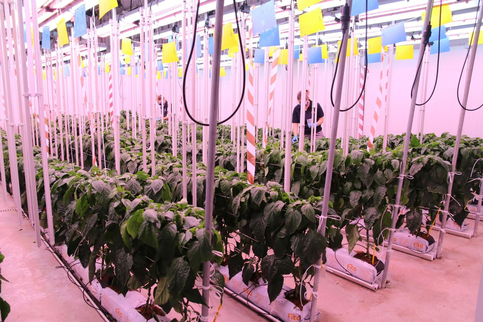 Instalaciones del centro de Bayer en San Nicolás (Almería)