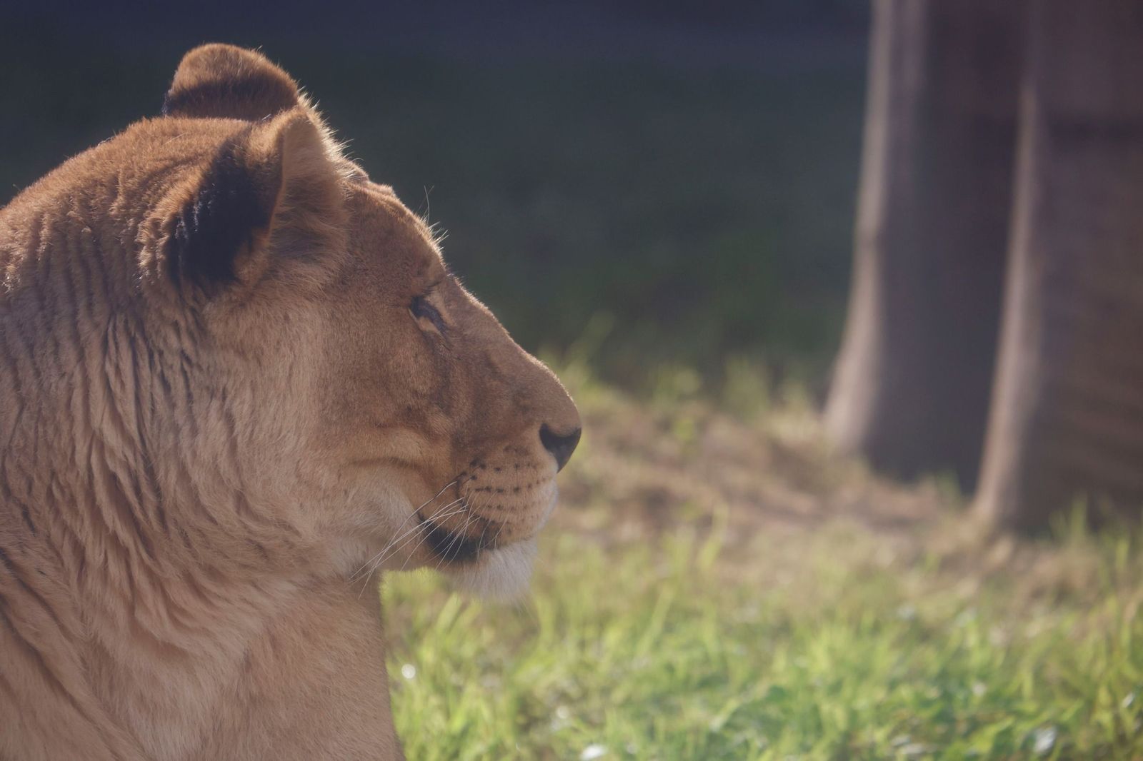 Las mejores imágenes de Zazu y Aissa, la nueva pareja de leones del Zoo de Córdoba