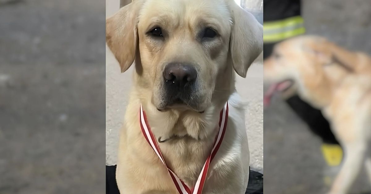 Muere Quino, perro rescatista en los terremotos de Venezuela, tras sufrir una enfermedad desconocida