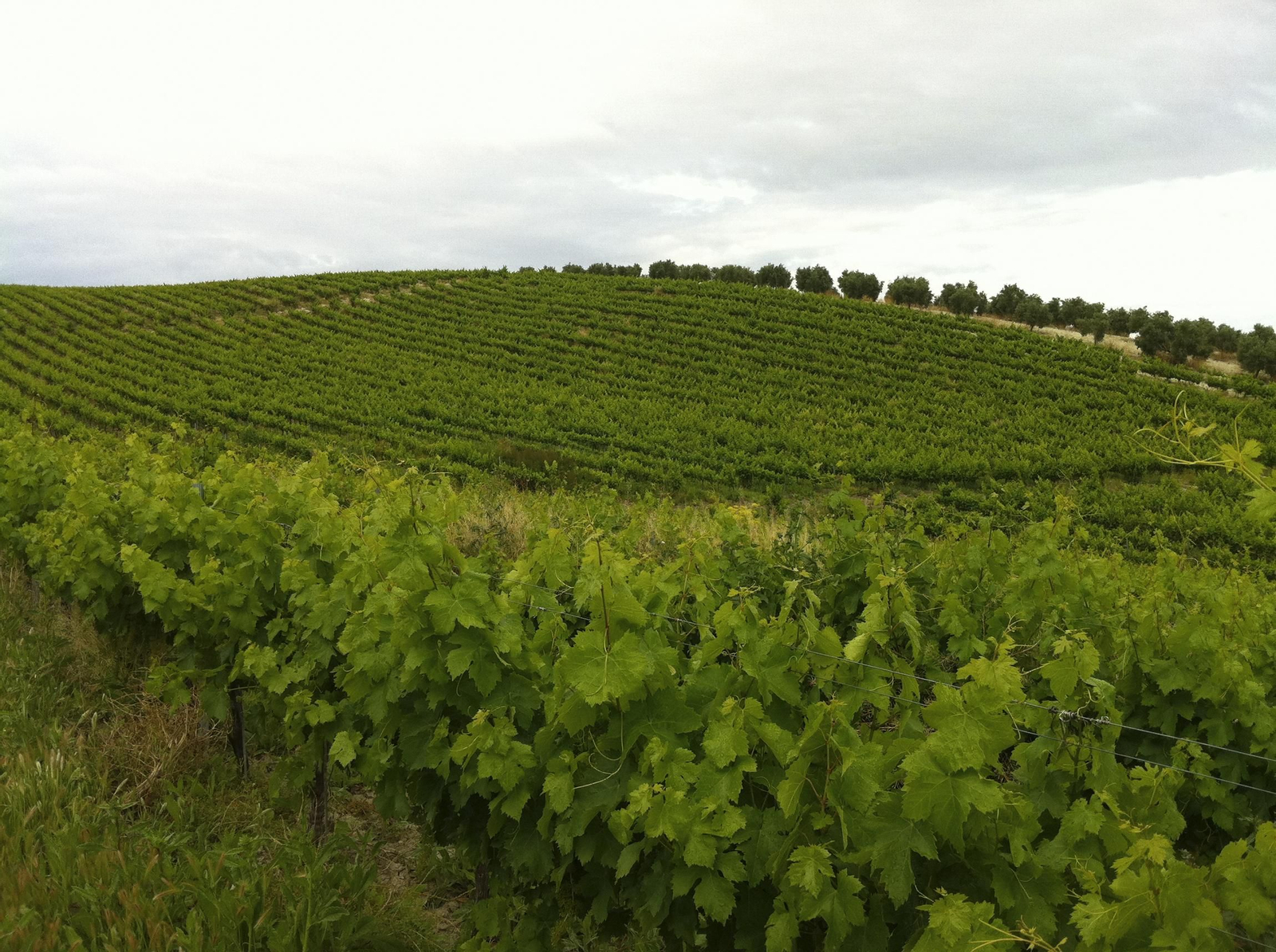 Las fotografías de la primavera en la Campiña de Córdoba