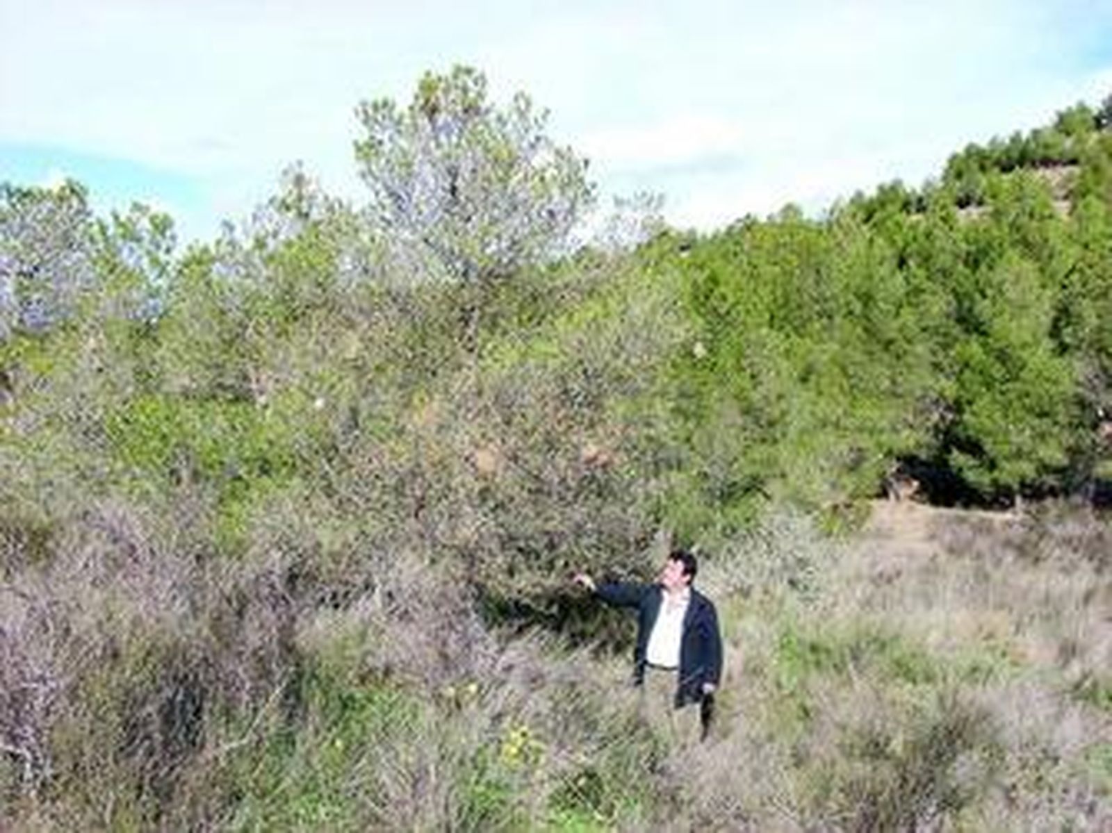 El edil de Medio Ambiente, Miguel Pérez, visitó hace unos días la zona afectada por los insectos.