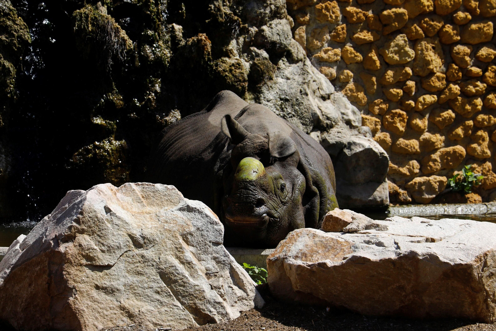 Así es Manas, el rinoceronte indio del Zoo de Córdoba