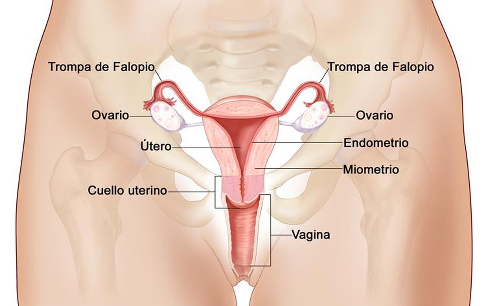 El aparato reproductor femenino