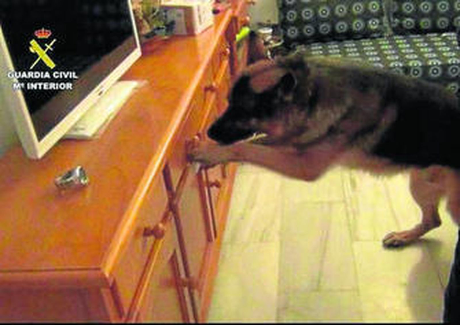 Un perro señala droga durante uno de los registros.