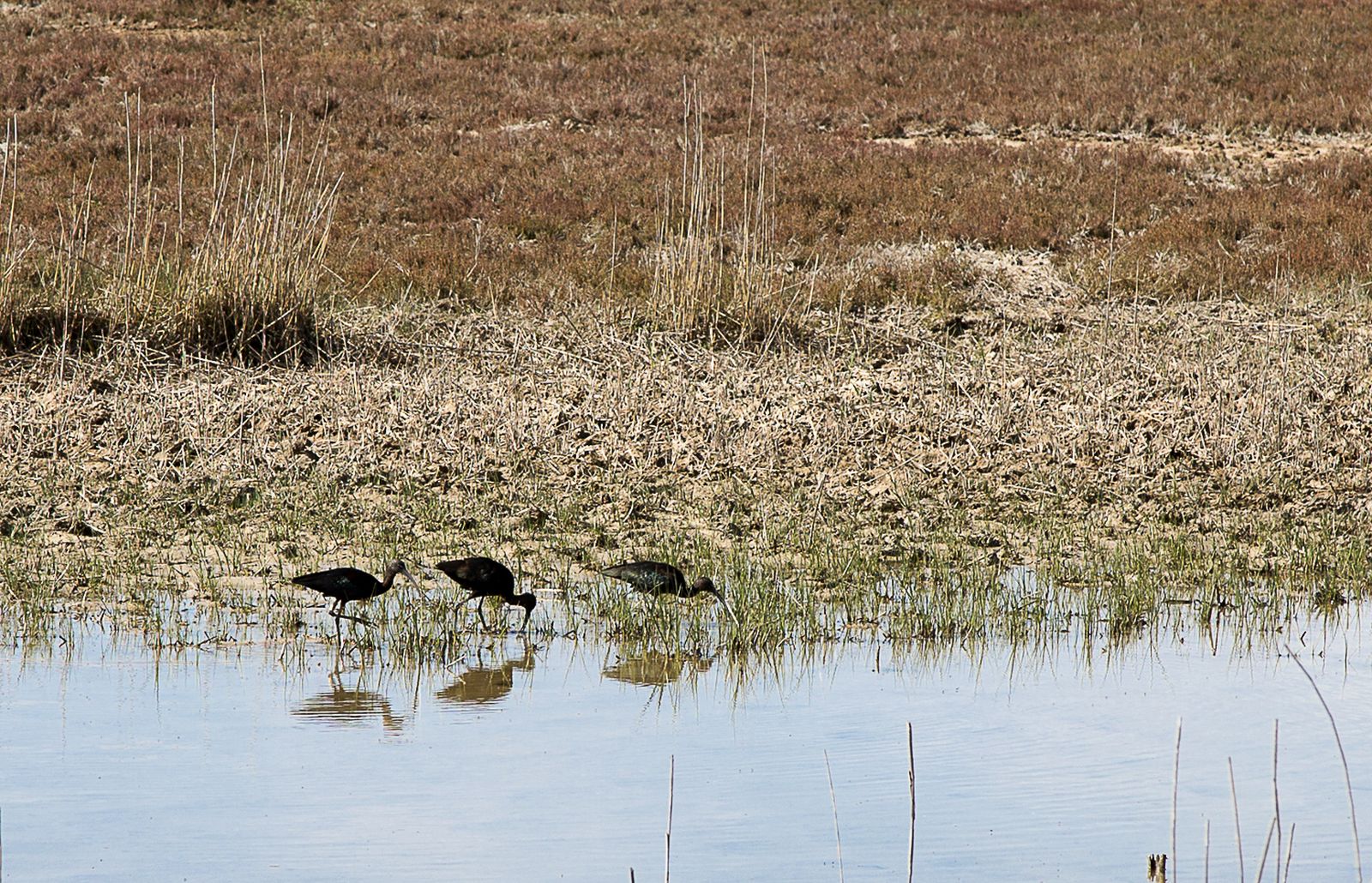 La visita guiada al Brazo del Este estará dirigida por dos guías especializados en materia de desarrollo turístico del territorio, interpretación y educación ambiental.