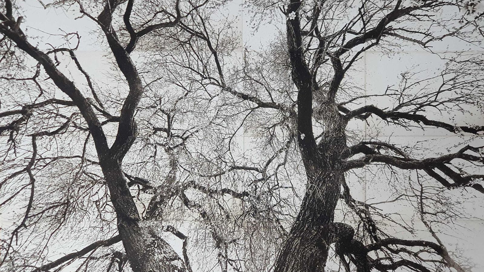 Obra de María Pujol, ganadora del Premio Nacional de Grabado.