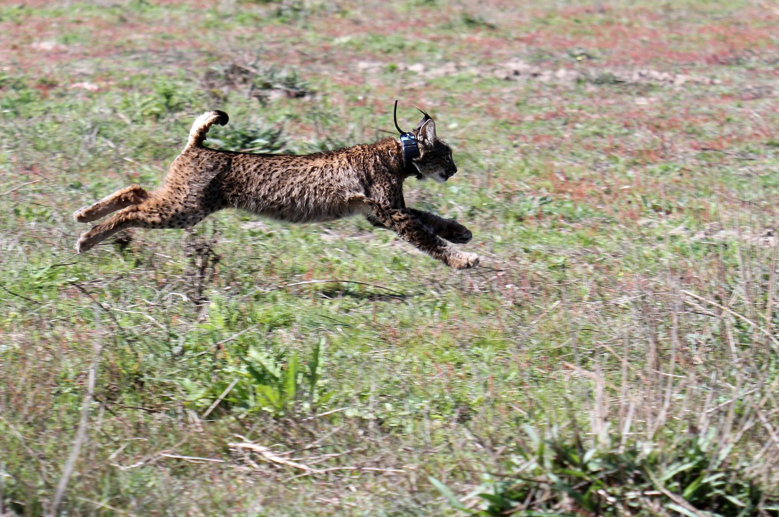 Un ejemplar de lince.