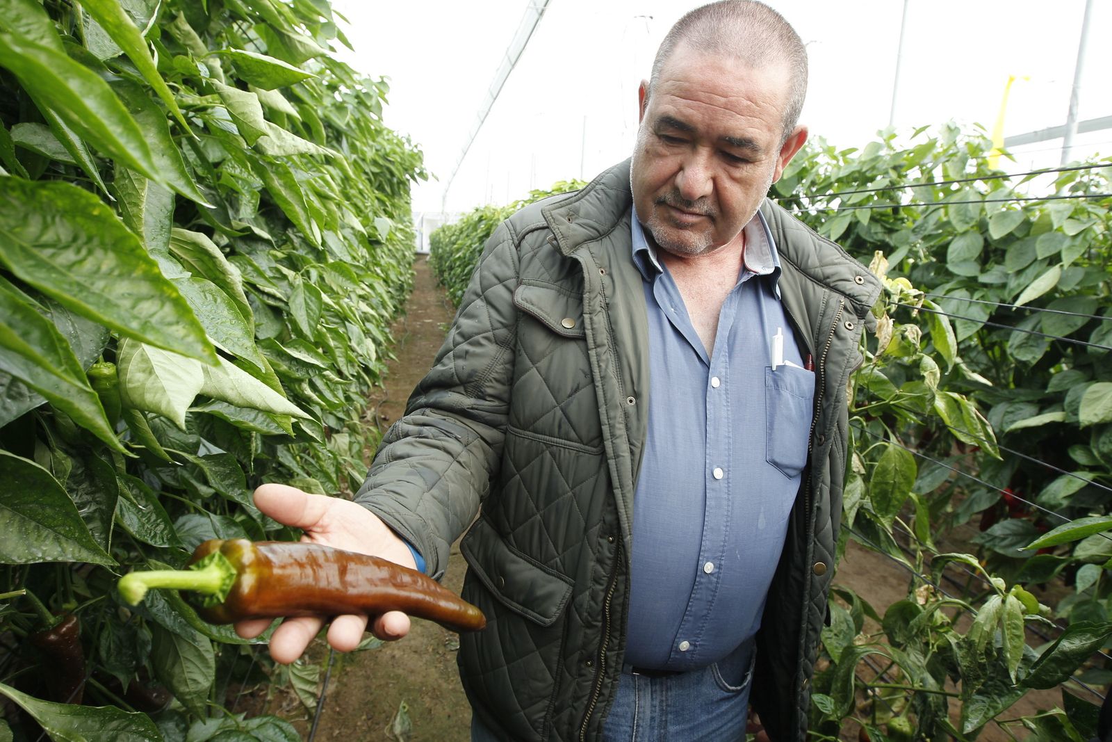 Planta de pimiento destinada al sector ornamental.