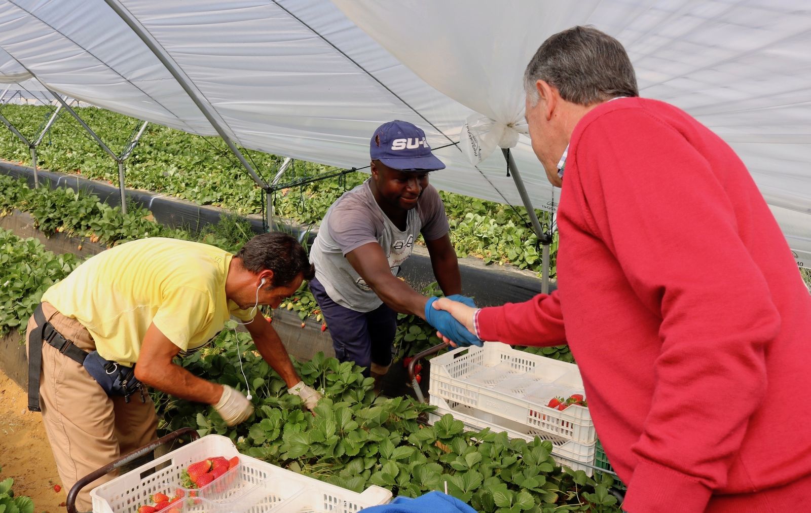 Temporeros en una de las fincas de frutos rojos de Huelva.