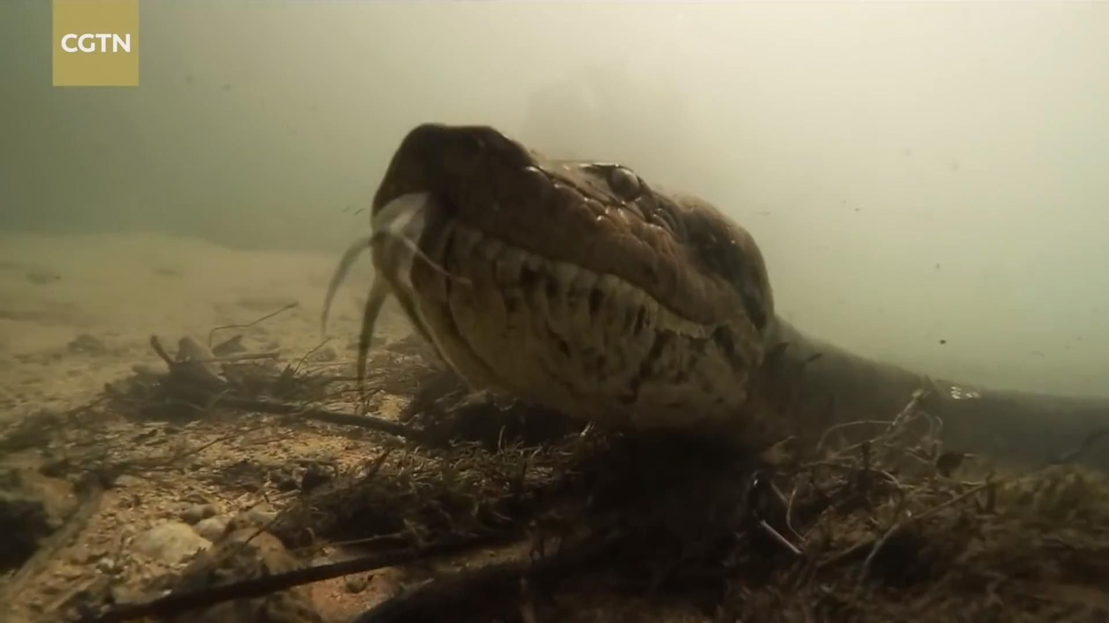 Impactantes imágenes: un buzo graba el encuentro con una anaconda de 7 metros