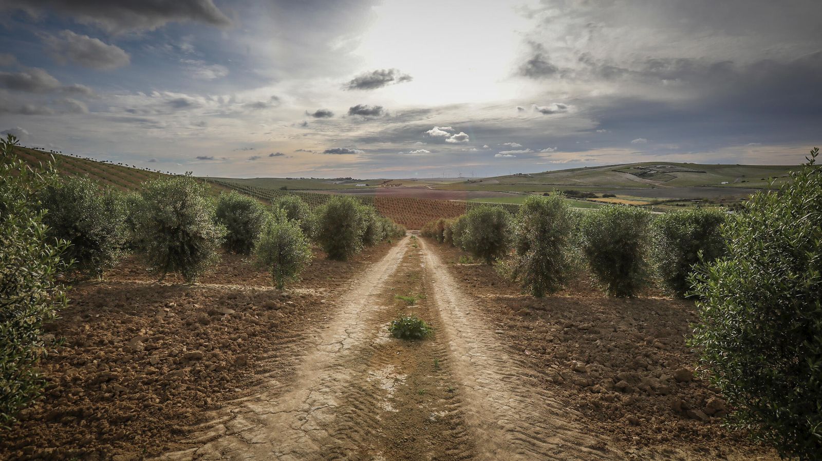 Paisaje de olivos un día nublado en la campiña de Jerez.