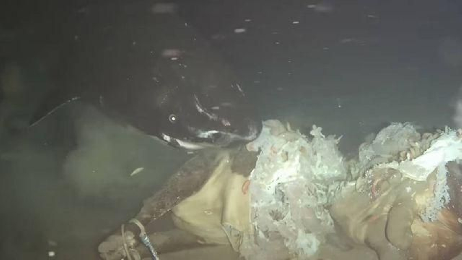 Un dormilón ataca el cadáver