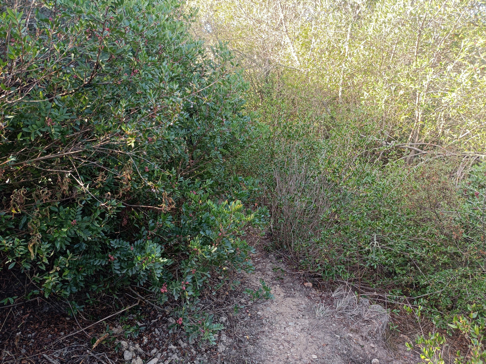 El sendero se hace algo más abrupto, pasando a un lado y otro de un arroyo. Hay que fijarse en los postes del PR.