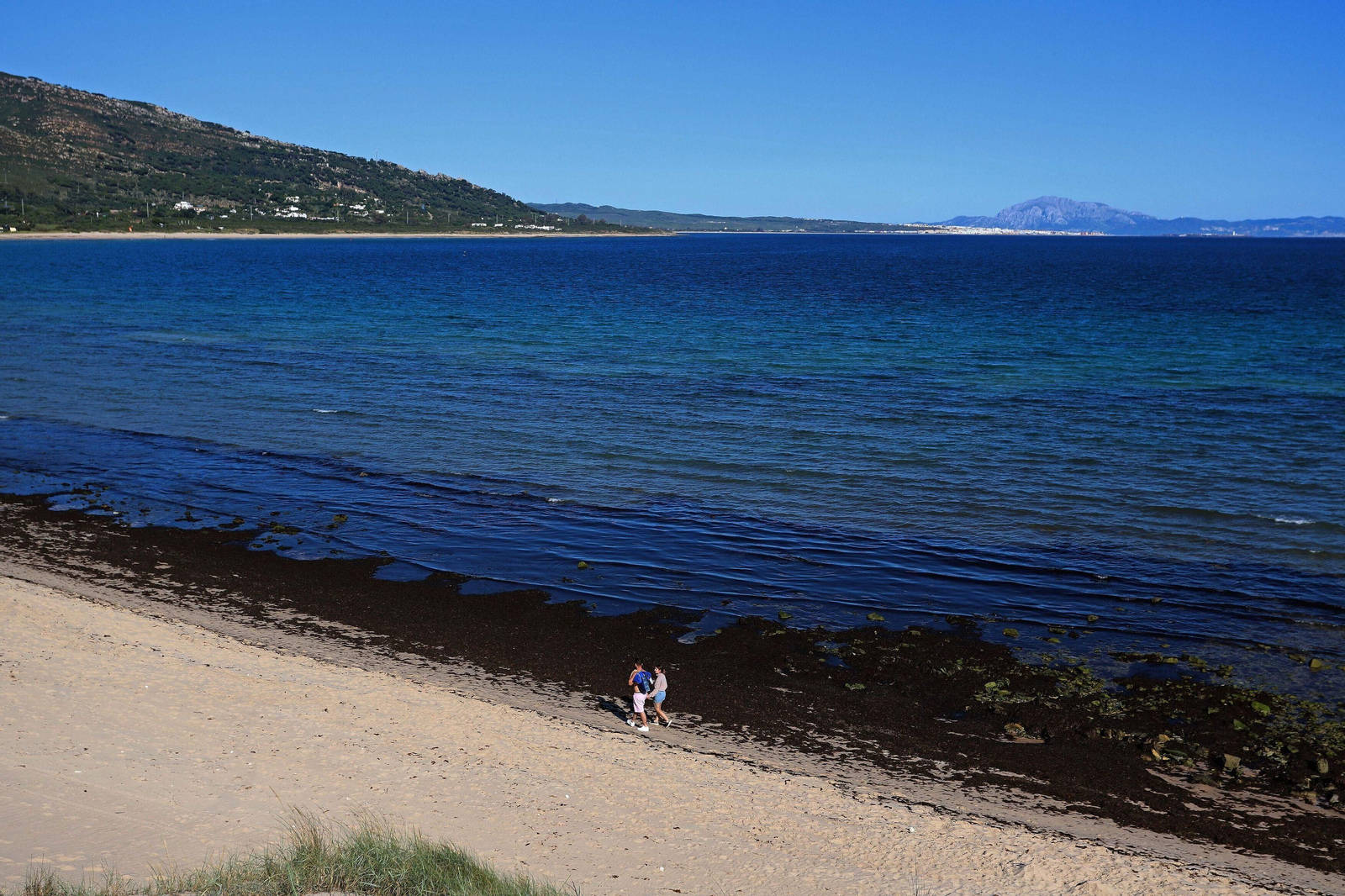 Arribazones de 'Rugulopteryx Okamurae' llegados el pasado mes de mayo a la costa de Tarifa.
