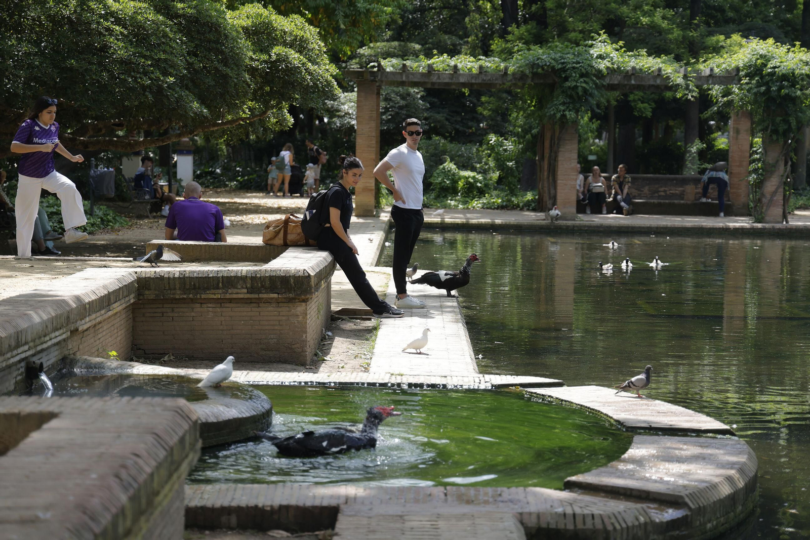 Un estanque hasta arriba de agua en el Parque de María Luisa. Un estanque hasta arriba de agua en el Parque de María Luisa.