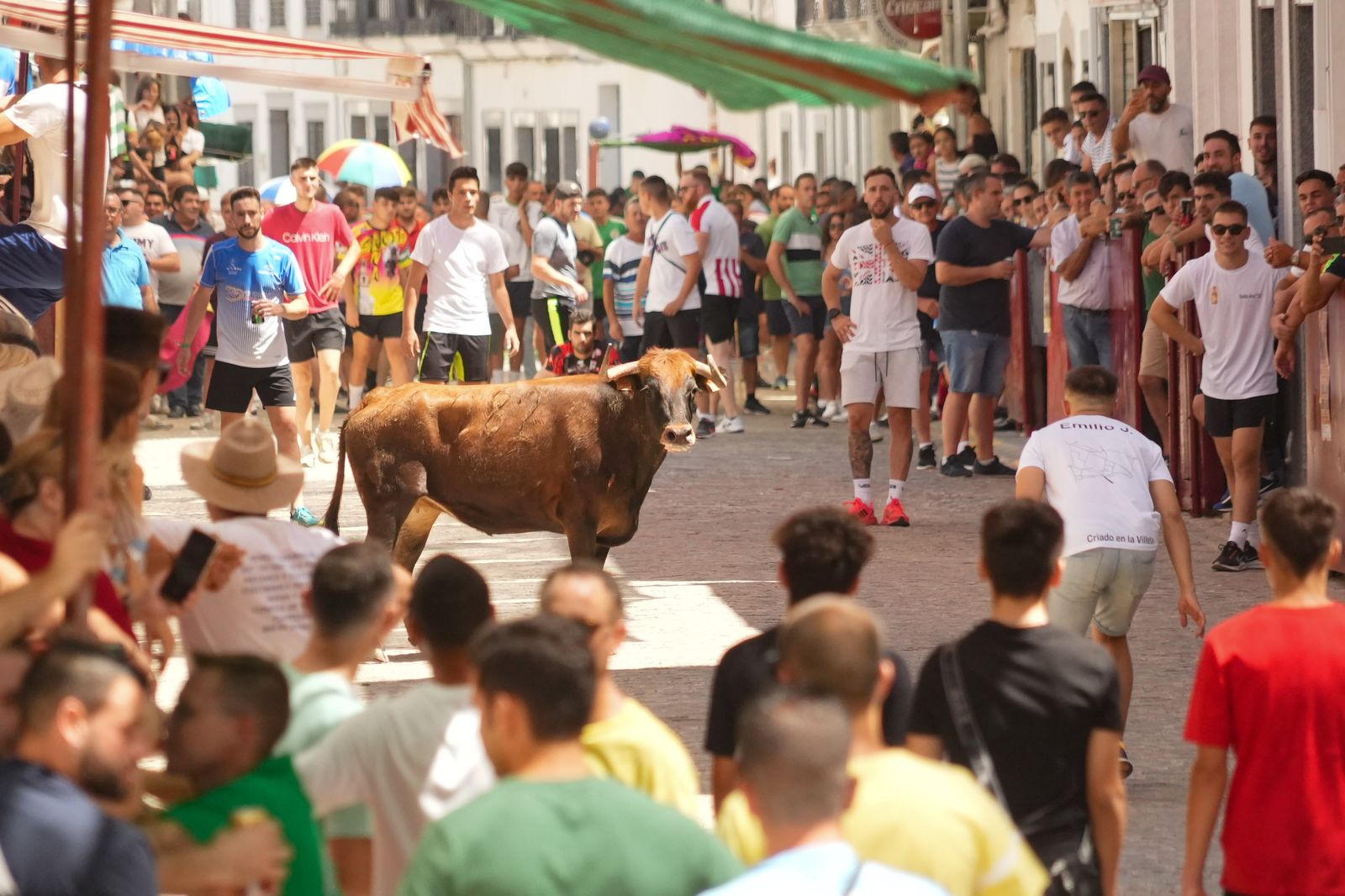 El encierro de vaquillas por Santa Ana El Viso, en imágenes