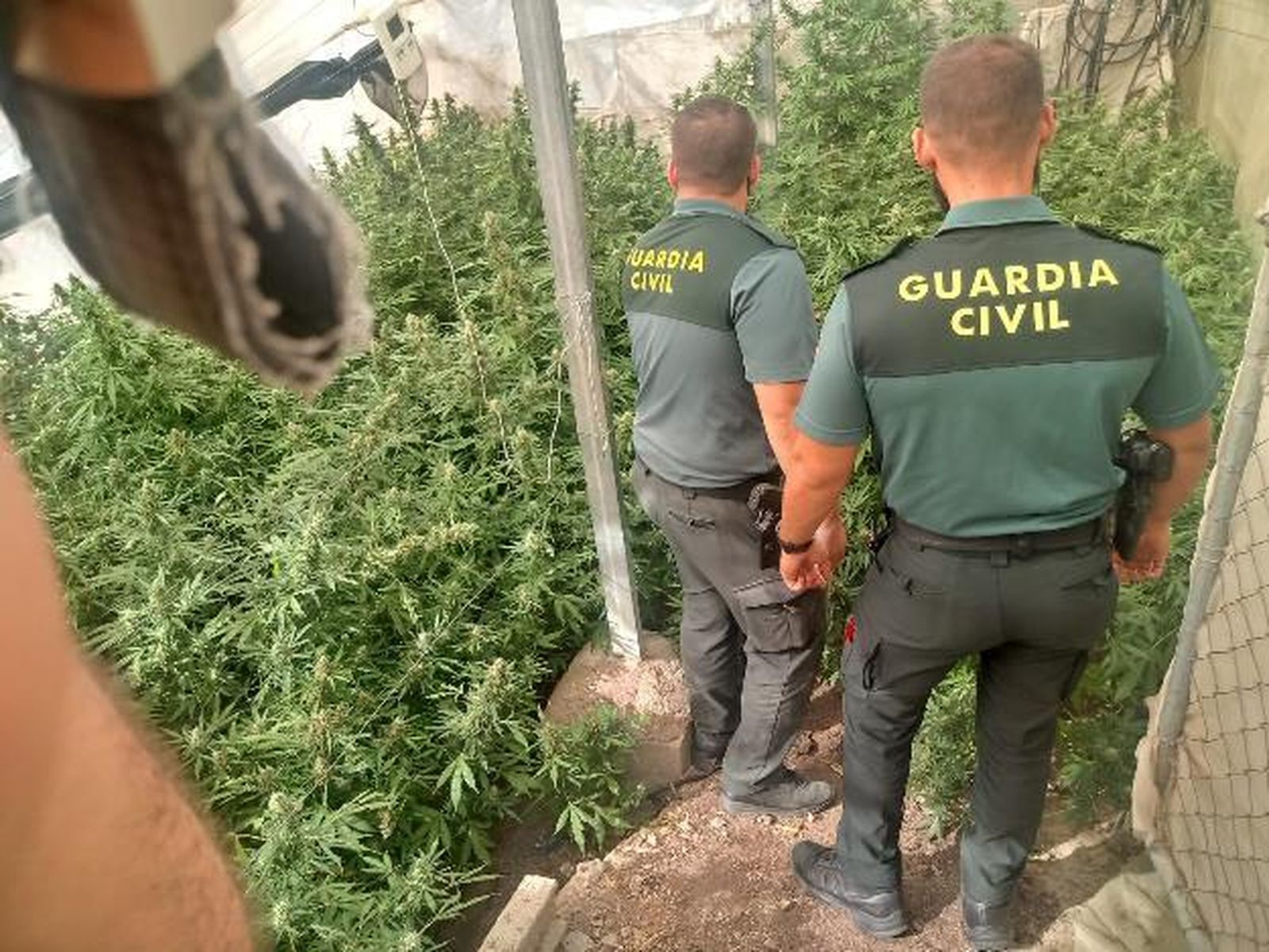 Una anterior intervención de la Guardia Civil en una plantación de cannabis