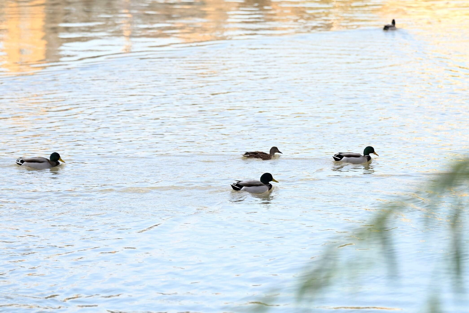 Las aves se reproducen en el río Guadalquivir a su paso por Córdoba, en imágenes