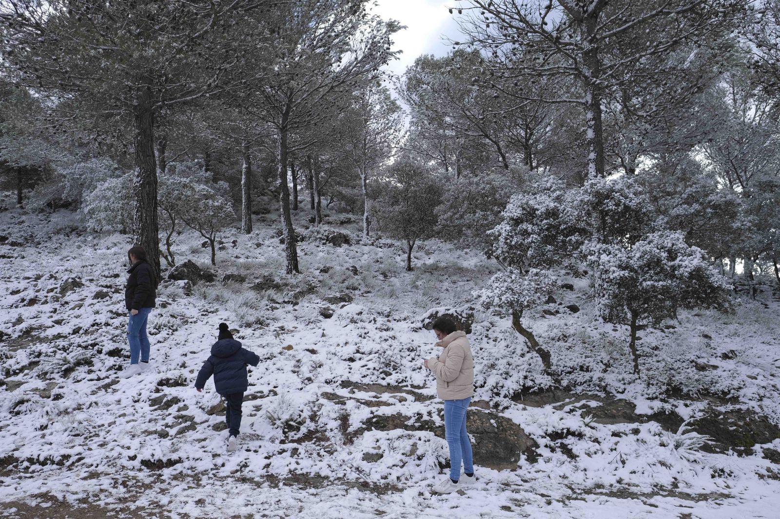Nevada en la Serranía de Ronda, en fotos.