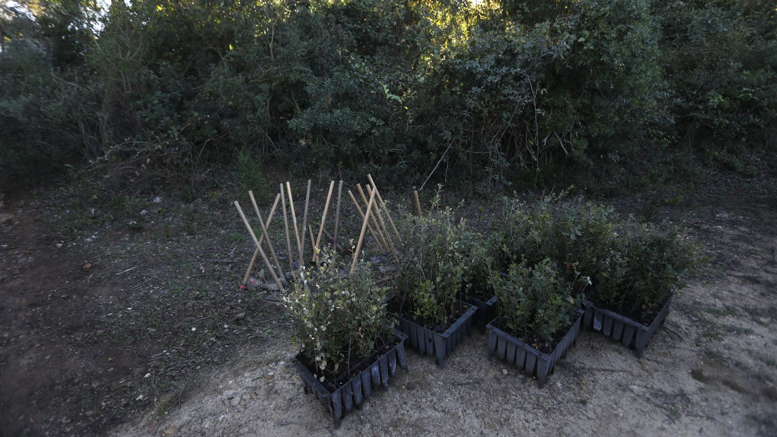 Jornada de reforestación en El Palancar por trabajadores de Acerinox, en imágenes