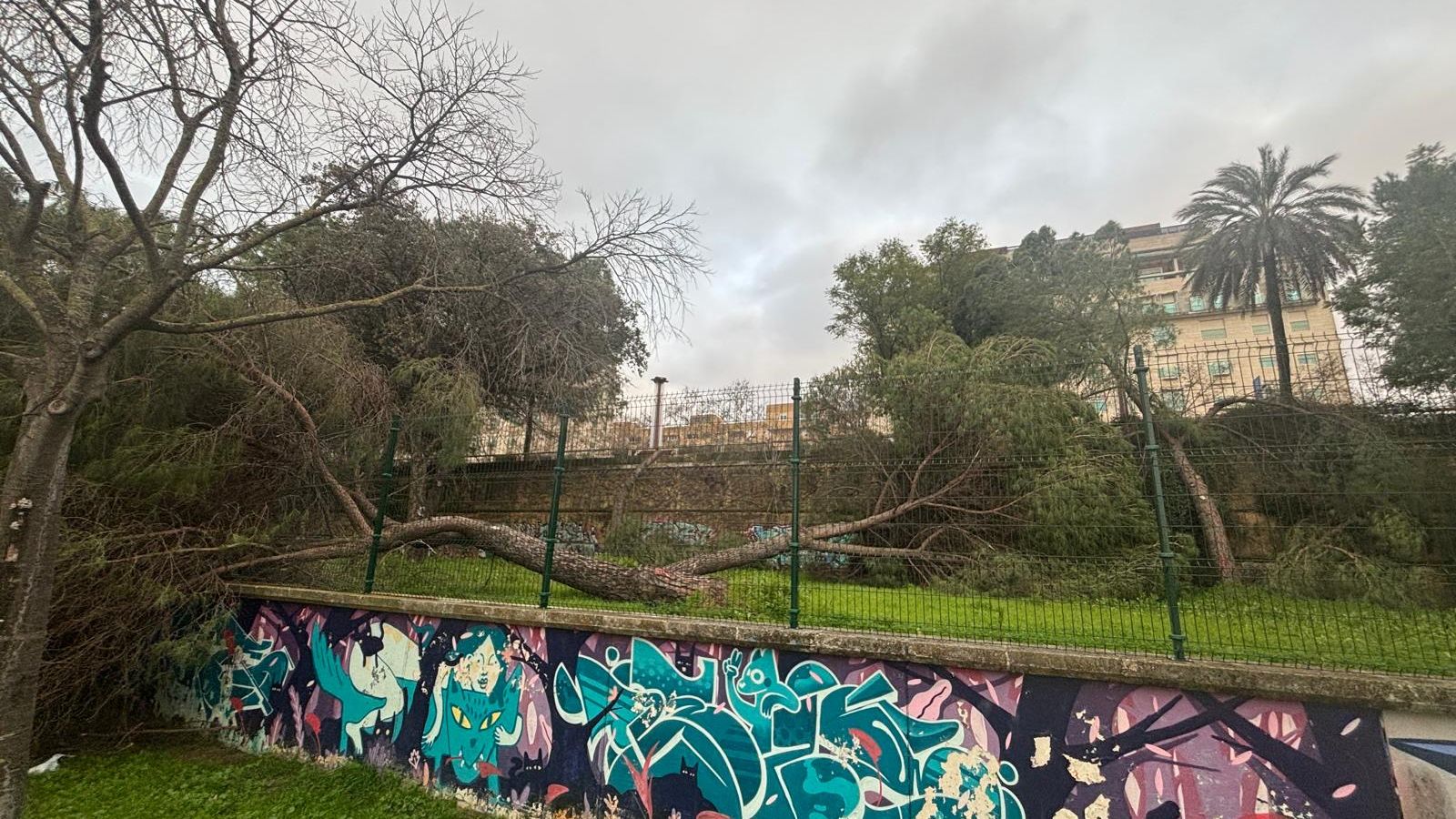 Más árboles caídos en el Paseo Juan Carlos I